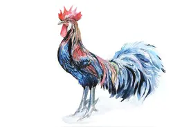 属鸡的看过来，看看有没有财运。图片