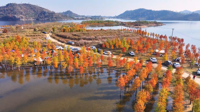 麻城：初冬红杉映碧水 湿地风光引客来