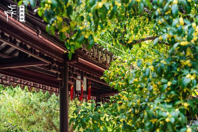 花样秦淮｜秋桂