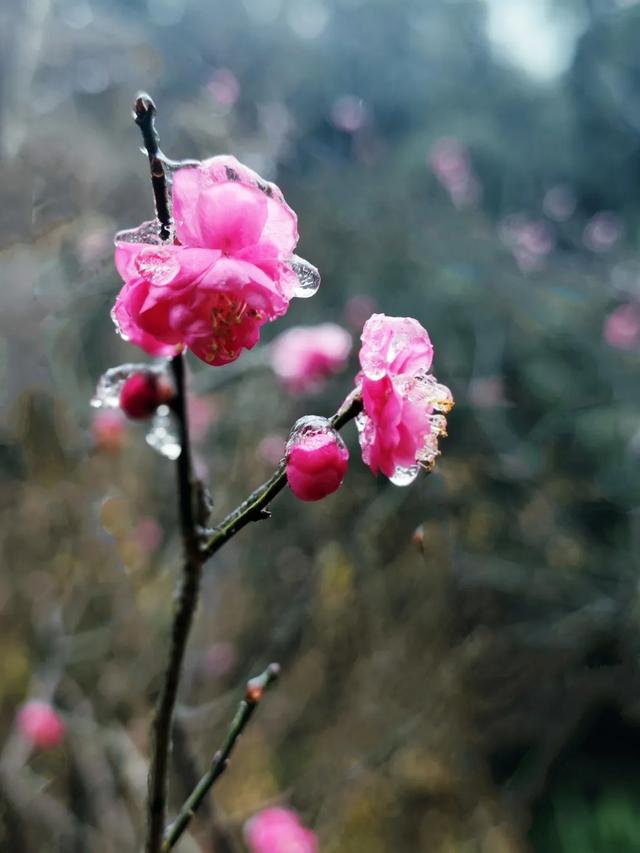 罕见一幕现身醴陵，即将消失！