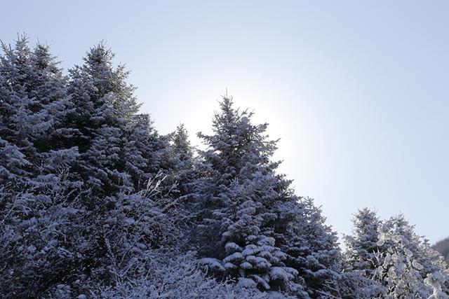 武山县太皇山：雪松琼枝绽冬韵
