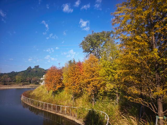 从丽康路穿荔园溪谷至西丽湖绿道骑行随拍