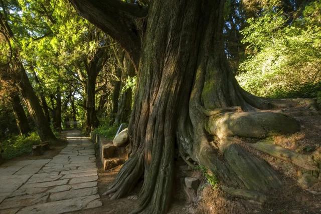一般的拼豆我不拼，但你要说剑门关的拼豆我可感兴趣了！