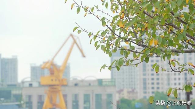 终于！杨浦最美的秋天来了……交出你的秋叶美照，惊喜好礼相送