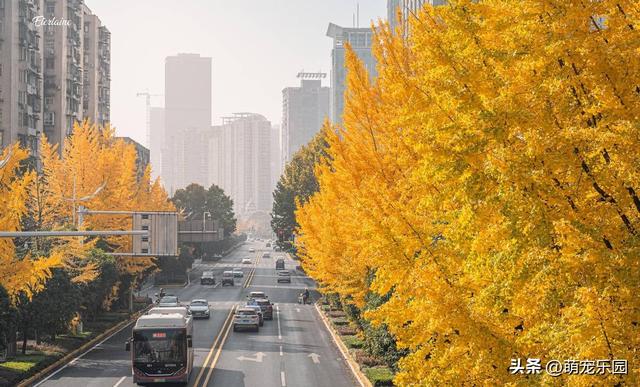 地铁B口现金色烟花，连看3天被治愈，错过银杏暴击后悔一整年