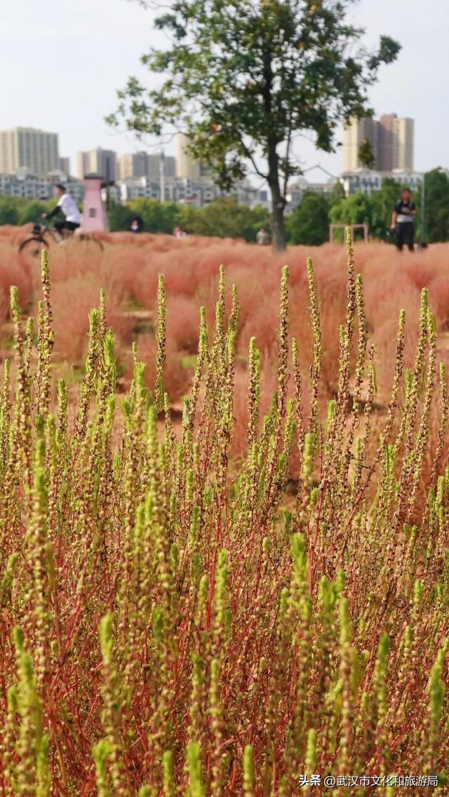 “红色地肤海”进度90%，错过再等1年！
