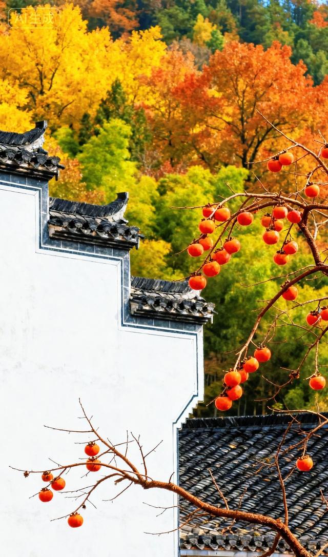 红柿悬枝，秋山染彩