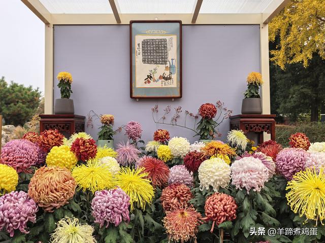秋风独宠一园菊，晚来香艳出樊篱——北京北海公园2025年菊花展