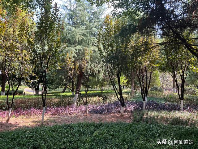 高安凤凰湖公园