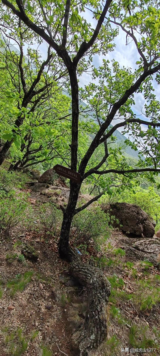 没去过的建议去看一看——牡丹江三道关“小黄山”景区