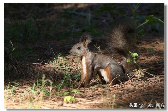 沈阳东陵郊野公园“精灵”出没