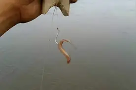 一天能钓几百斤，一周钓空一个人工湖，“泥鳅党”真有那么厉害？图片