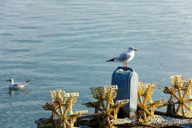 超详细攻略!在昆明官渡,与鸥共舞,六种玩法开启冬日漫游!