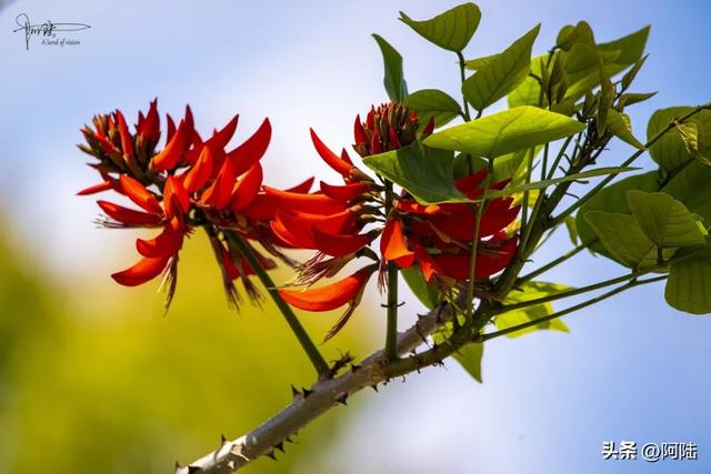 云南保山有条海棠路,种满的却是刺桐花,春日风景堪称一绝