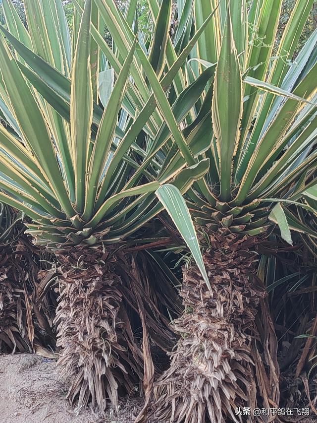 厦门植物园：邂逅自然的绮梦