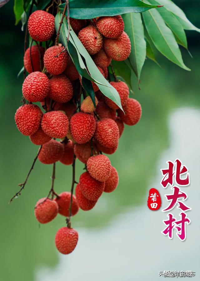 莆田北大村：畅玩五日嘉年华，畅享百年荔枝甜