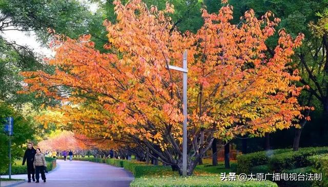 太原创森|赏“秋”正当时！来太原这个公园遇见最美秋日