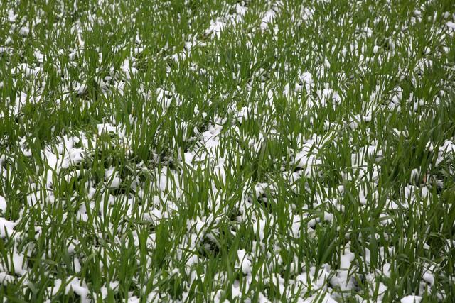 “不怕小雪阴一天，就怕小雪一天晴”，今日小雪，晴天有啥预兆？