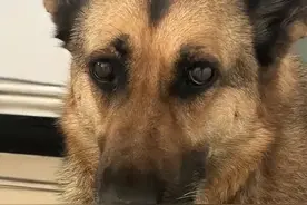 云南警犬被偷后续：失踪2天找回，警犬身份曝光，偷狗人神秘隐身图片