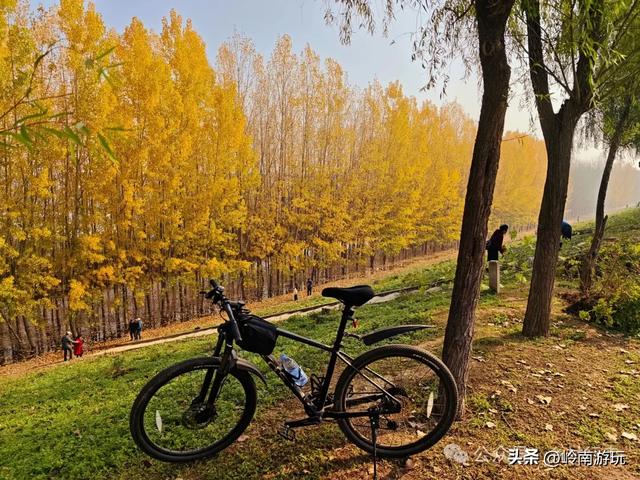 从西安出发1小时，隐藏在高陵河堤路边水上森林，美的令人窒息！