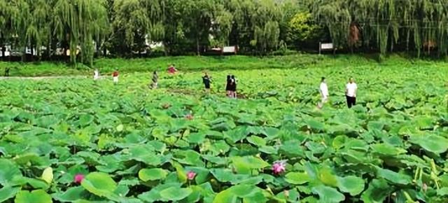 大寺荷风