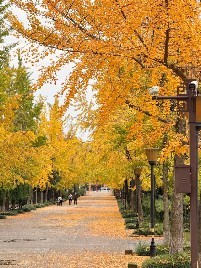 银杏浓度100%！成都人民拍照好去处，温江这3个地方千万别错过！
