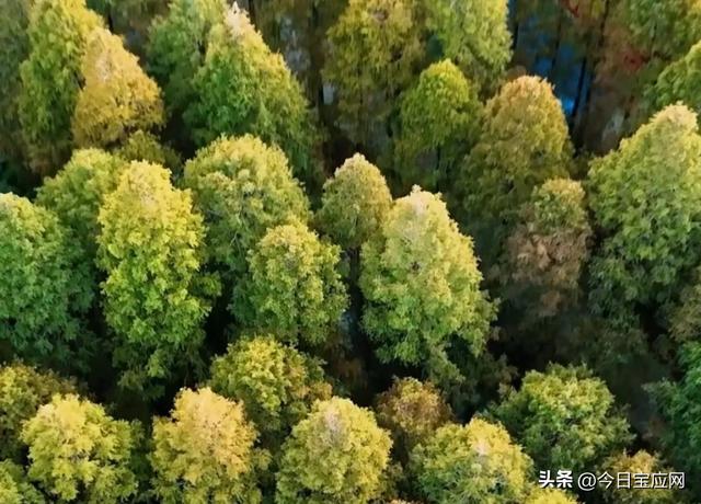 宝应水杉林即将进入最美红叶期