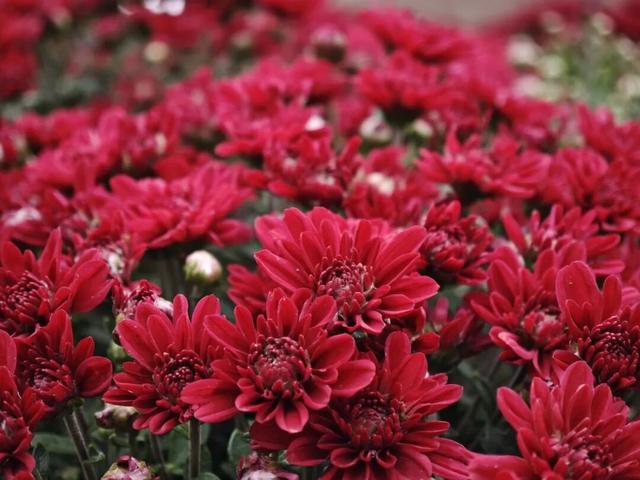 国庆旅游推荐 | 西安植物园邀您共赴秋季花宴