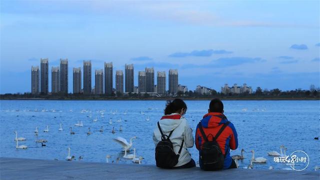 冬游威海 | “鹅”在这儿呢！