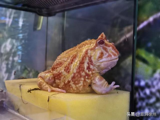 “双节”假期，在邳州过得真带劲！