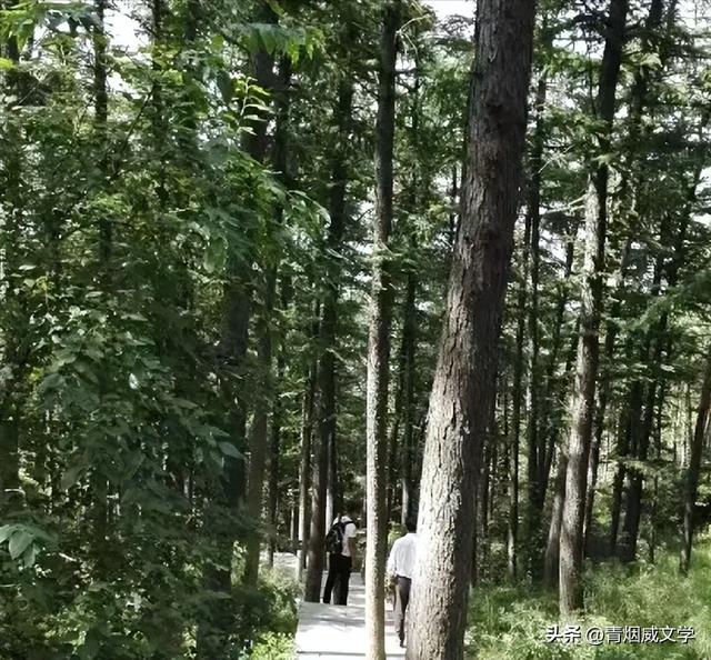 鲁山，鲁中名山