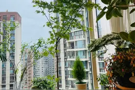 老人常说：“5树开花，不富也发”！什么树这么有“灵气”？图片