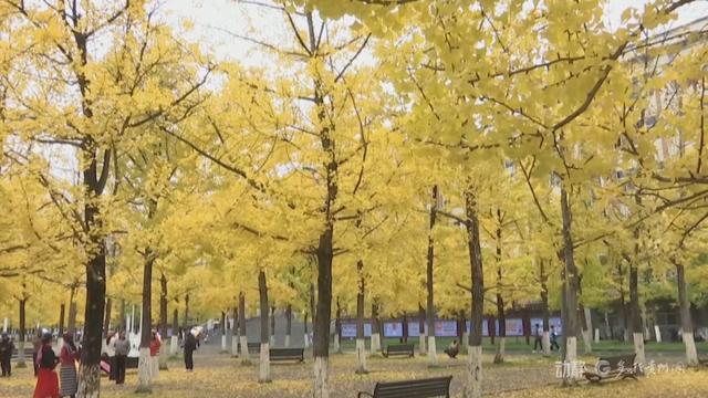 初冬“杏”韵：邂逅贵州的金色浪漫