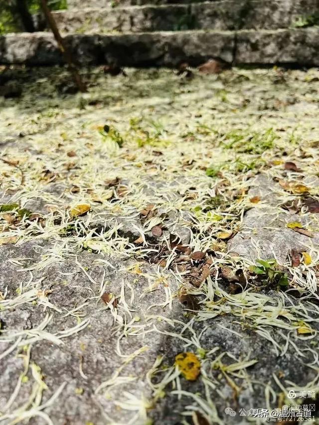 秋高气爽，楠溪江这条经典户外徒步路线等你走起！