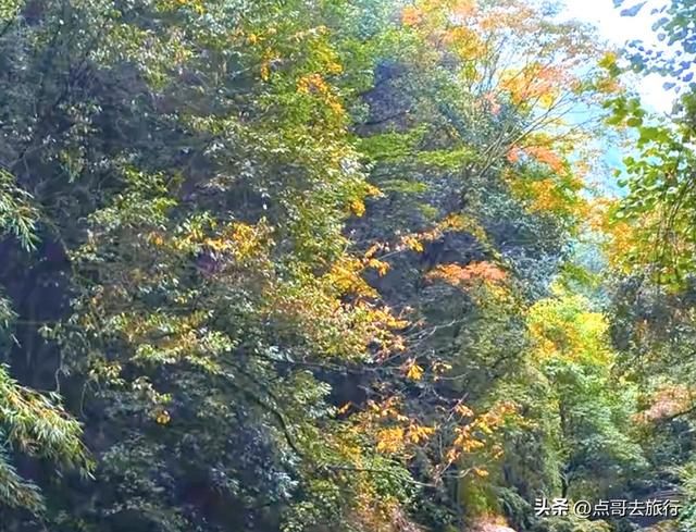 成都大邑爆火彩林，小牛背山、小喀纳斯这里都有，超级惊艳！