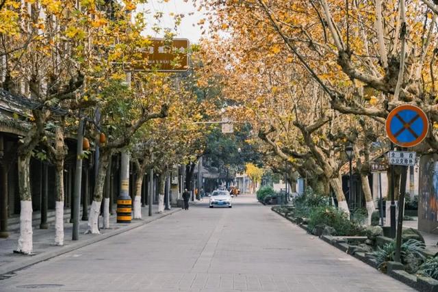 黄了！彩了！1h刹拢成都最近赏秋地，徒步拿奖牌、邂逅古寺银杏！老街美食好吃惨！