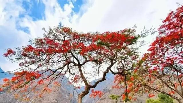 格桑花是西藏军旅的象征，凤凰花是战友深情的见证