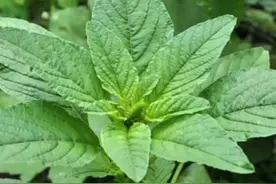 辽宁地区常见的可以食用的山野菜大全，再也不用担心采错野菜了图片