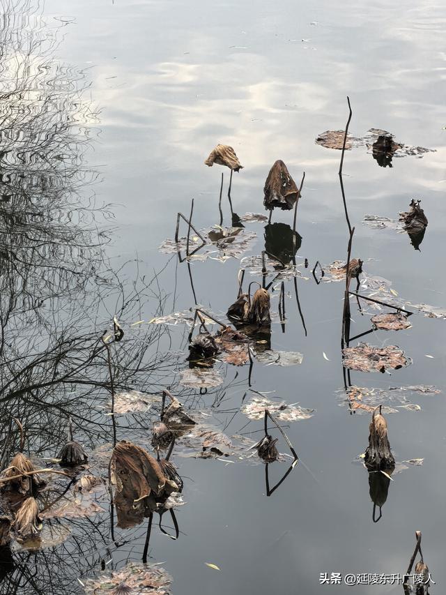 冬游如皋水绘园 亭台楼阁才子佳人水相会 匠心独运天地人造似天成