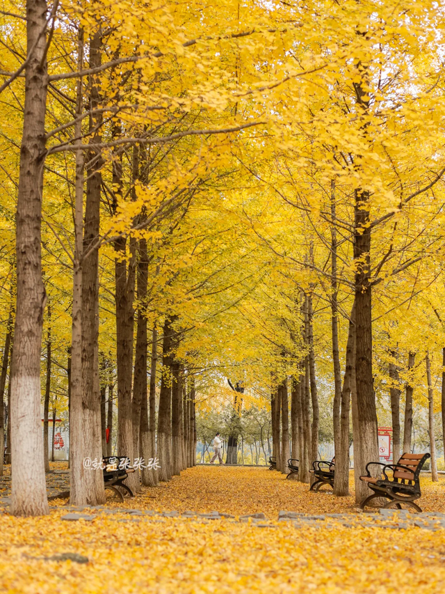 最适合拍银杏的地方！ 临沂十个0元打卡点，抓住今年最后的金色风暴！