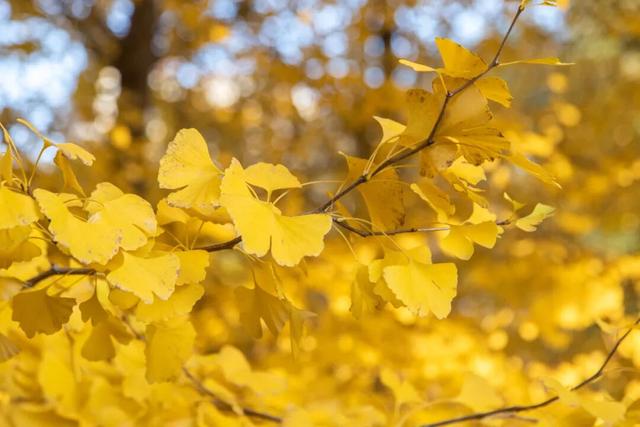 这3.7公里，是公安写给秋日的诗…