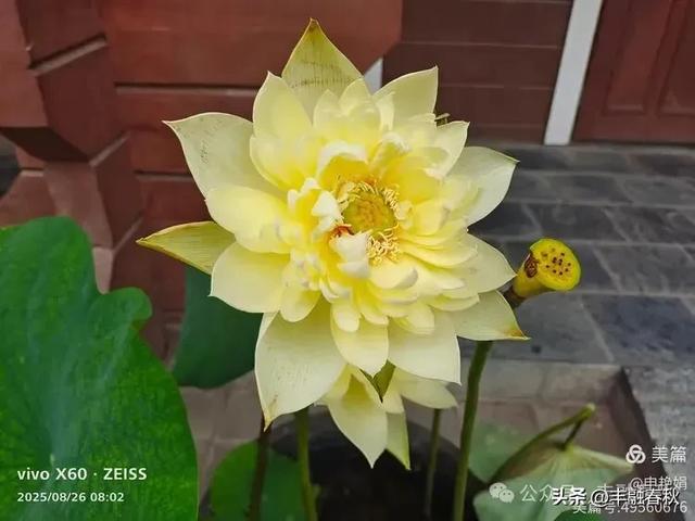 紫竹院竹荷季：一园清风里的诗意相逢｜ 申艳娟