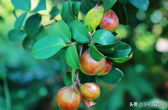 来江西广昌赴一场秋意之约