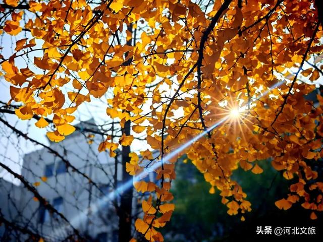 绝美！今天石家庄这个“金色海洋”吸引众人打卡！