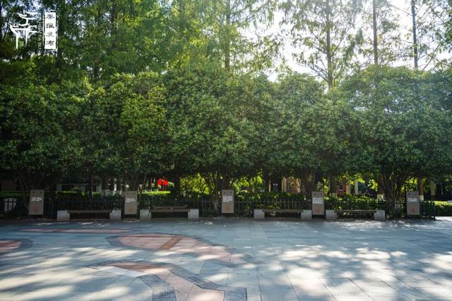 花样秦淮｜秋桂