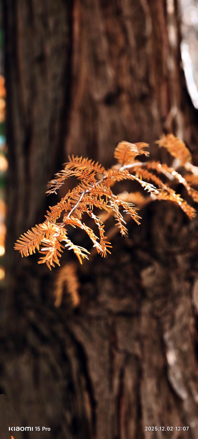 安靖蜀绣文化创意公园时下打卡好去处（手机拍一）