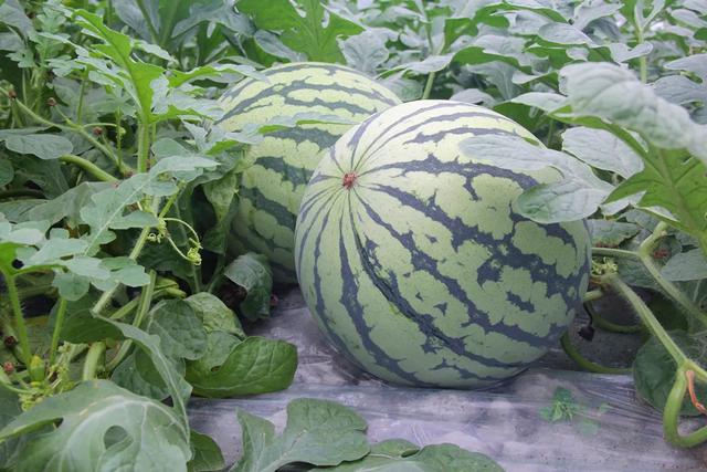 地名里的重庆 | 永川五间镇，因五间铺子而得名？