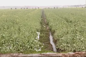 咸安区官埠桥镇：农技专家指导油菜灾后自救图片