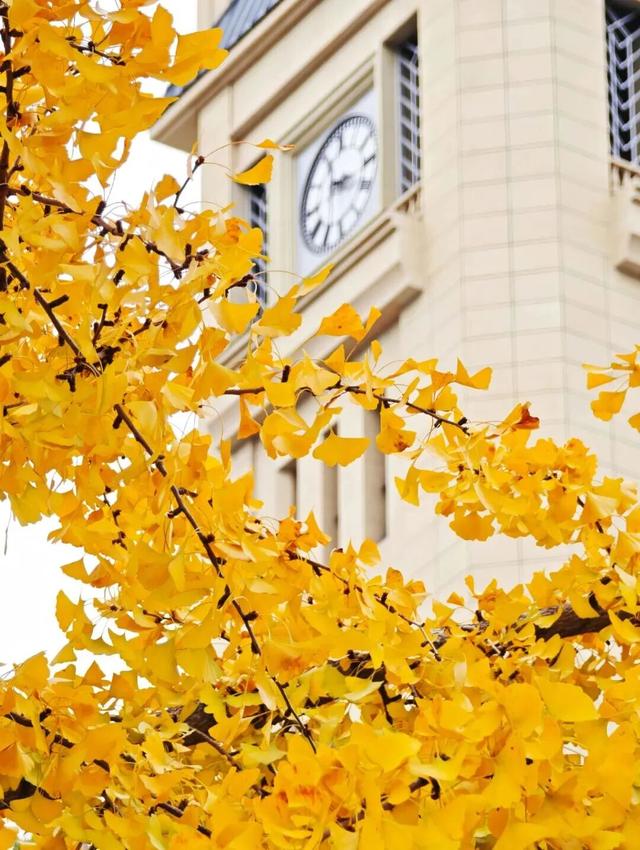 走！坐地铁，赏银杏！