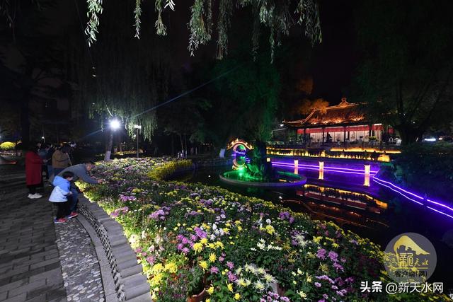 观天水|古城秋韵 菊绽芳华